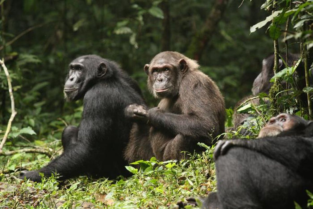 Bloodiest Chimpanzee War Ever Recorded Leaves Scientists Without Answers